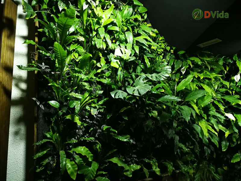 Vegetación en muros verdes DVida